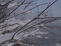 枝と雪